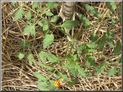 Tomate Large Pink Bulgarian