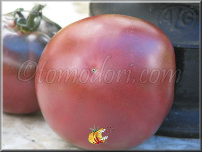 Tomate Lila Sari