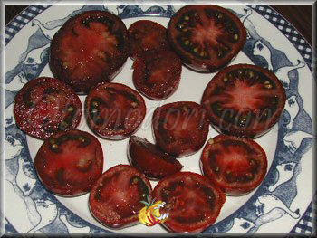 Tomate Lilac