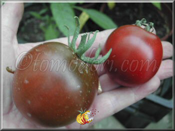 Tomate Lilac