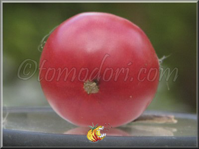 Tomate Lincoln Adams