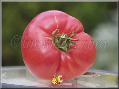 Tomate Lincoln Adams