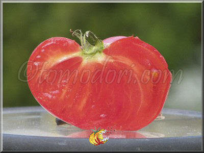 Tomate Lincoln Adams