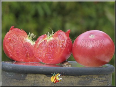 Tomate Lincoln Adams