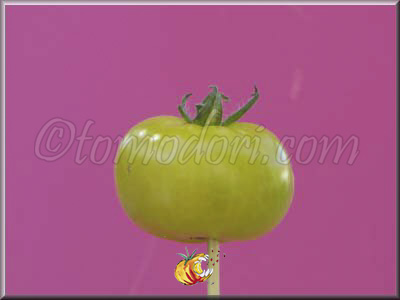 Tomate Lollipop