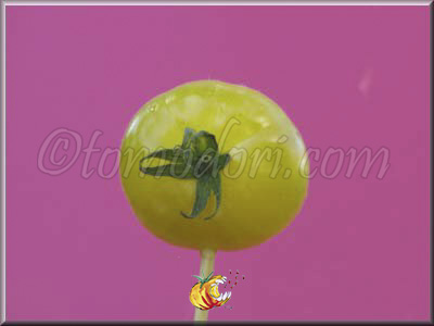 Tomate Lollipop