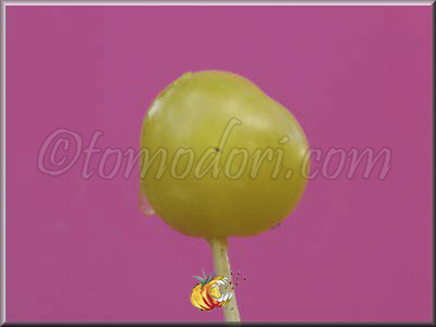Tomate Lollipop