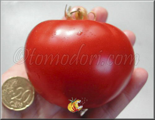 Tomate Lutescente