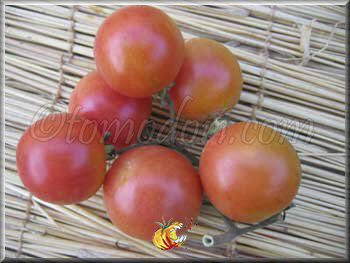 Tomate Madagascar