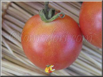 Tomate Madagascar