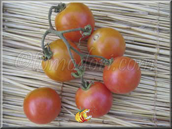 Tomate Madagascar