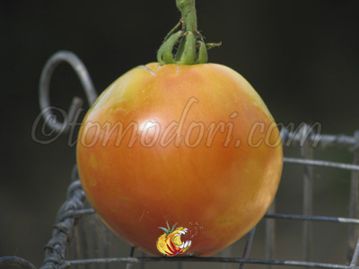 Tomate Marvel Striped