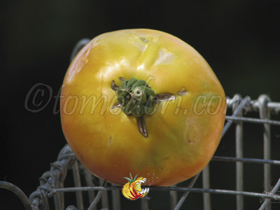 Tomate Marvel Striped