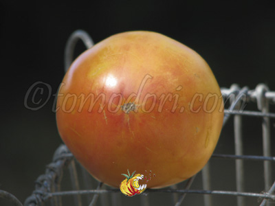 Tomate Marvel Striped