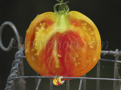 Tomate Marvel Striped