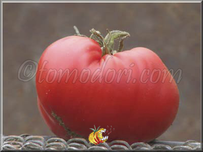 Tomate Mayo's Delight