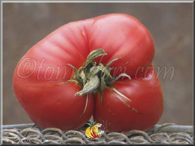 Tomate Mayo's Delight