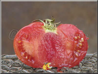 Tomate Mayo's Delight