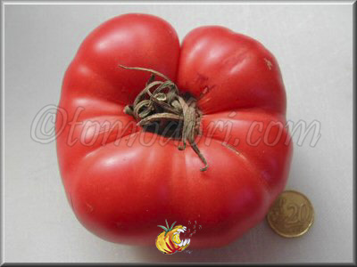 Tomate Medvejia Lapa