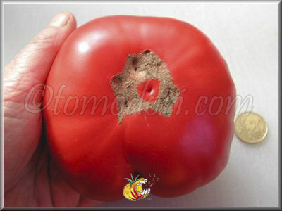Tomate Medvejia Lapa