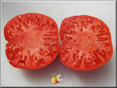 Tomate Medvejia Lapa