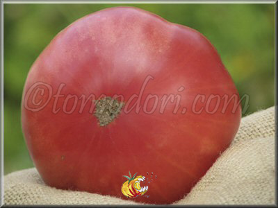 Tomate Mémé Beauce