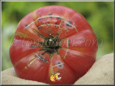 Tomate Mémé Beauce