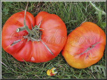 Tomate Mennonite German Gold