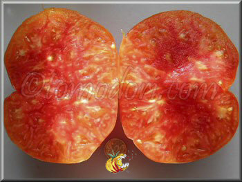 Tomate Mennonite German Gold