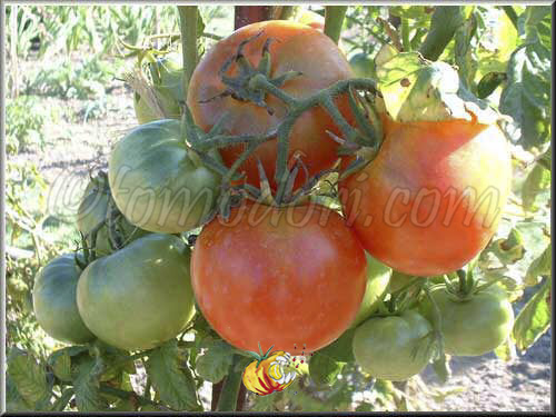 Merveille des Marchés