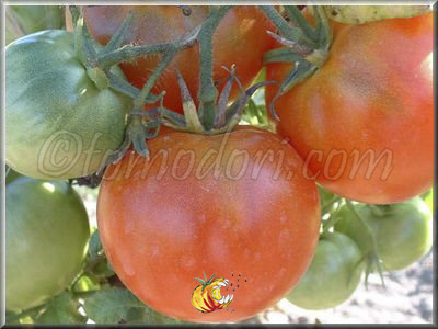 Tomate Merveille des Marchés