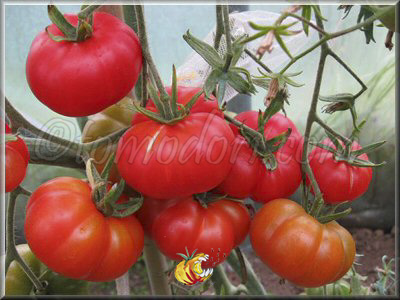 Tomate Microbeicum Occemus