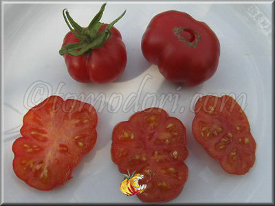 Tomate Microbeicum Occemus