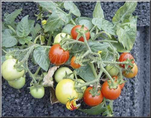 Tomate Microtom Rouge