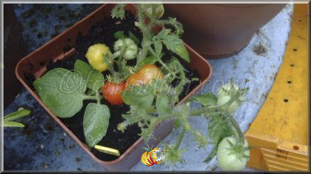 Tomate Microtom Rouge