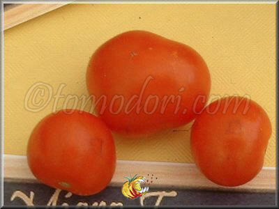 Tomate Microtom Rouge
