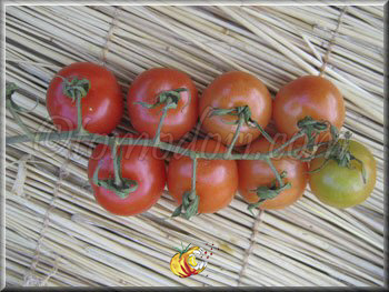 Tomate Miel du Mexique