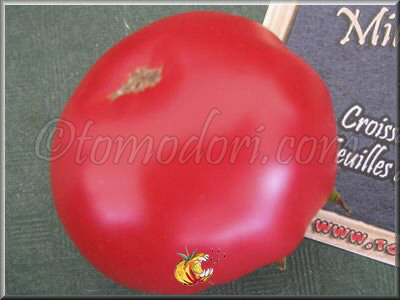 Tomate Mikado Violettor