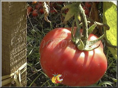 Tomate Mikado Violettor