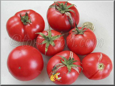 Tomate Mikado Violettor