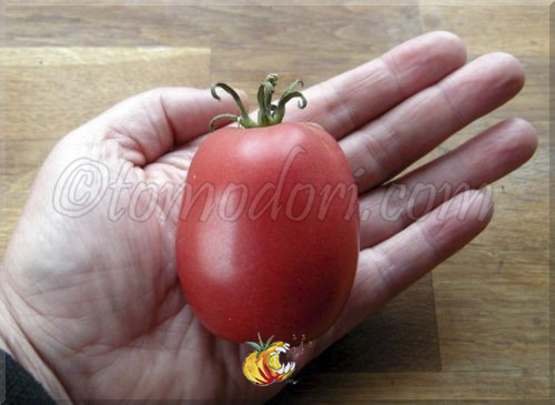 Tomate Mikarda Sweet