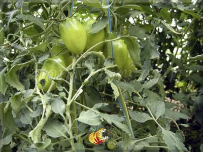 Tomate Mikarda Sweet