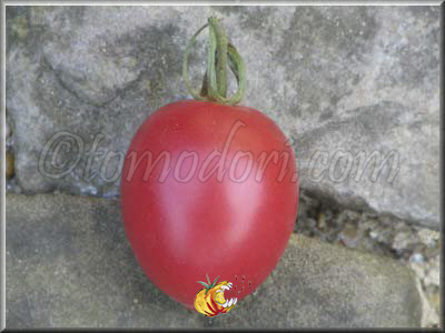 Tomate Milgrene Rose