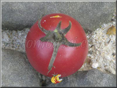 Tomate Milgrene Rose