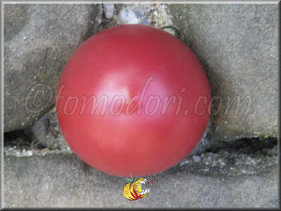 Tomate Milgrene Rose