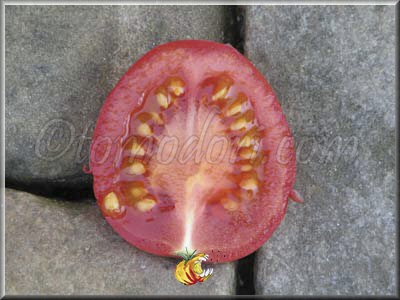 Tomate Milgrene Rose