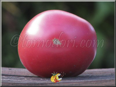 Tomate Missouri Pink Love Apple
