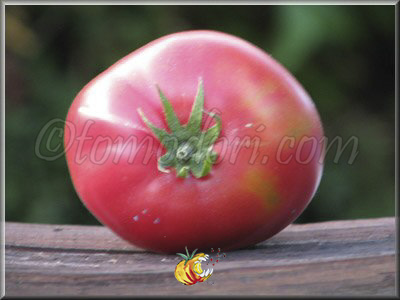 Tomate Missouri Pink Love Apple