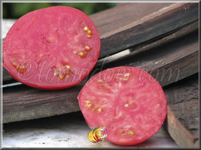 Tomate Missouri Pink Love Apple