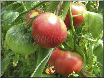 Tomate Missouri Pink Love Apple